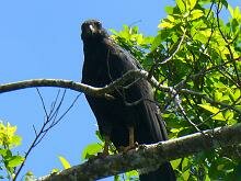 Geart Black Hawk
